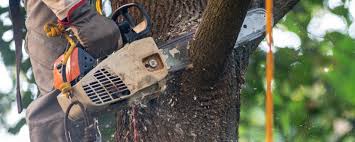 How Our Tree Care Process Works  in  Westville, IL