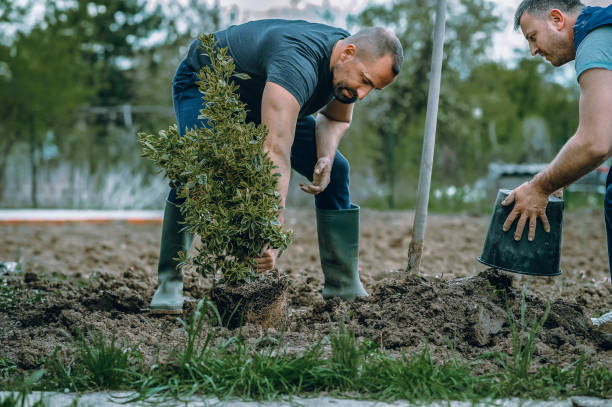 Best Hedge Trimming  in Westvle, IL