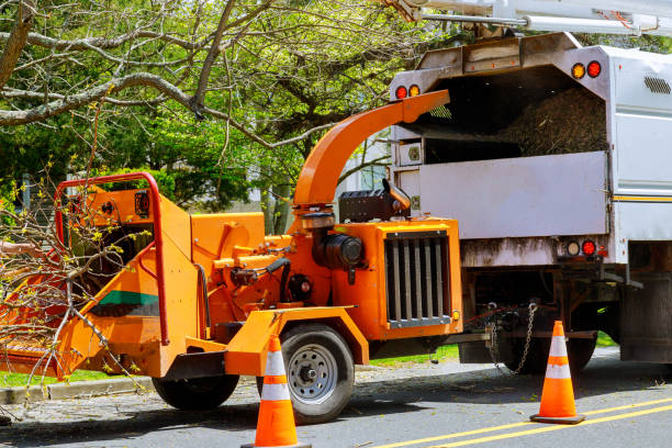 Best Commercial Tree Services  in Westvle, IL