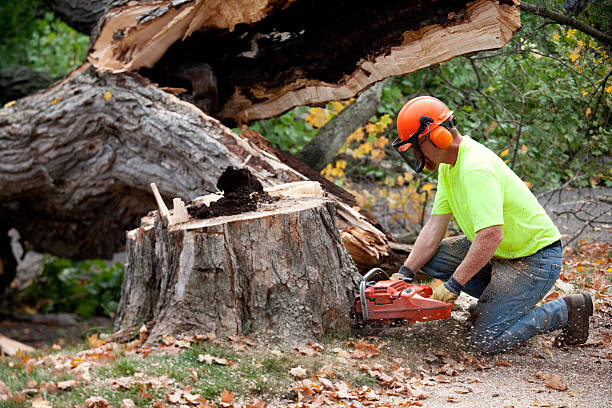 Best Mulching Services  in Westvle, IL