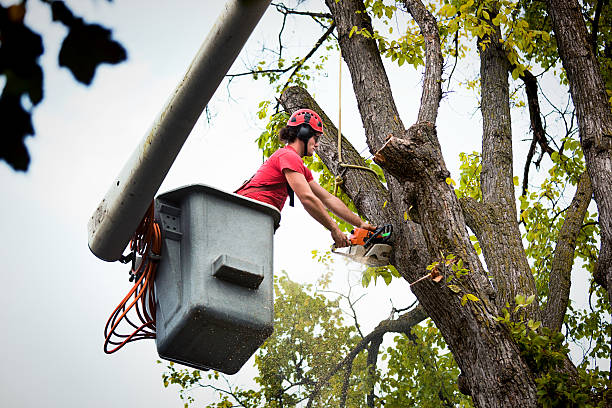 Westville, IL Tree Services Company