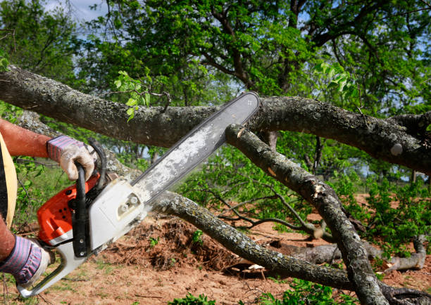 Best Tree Risk Assessment  in Westvle, IL